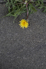 Dandelion growing as weed on asphalt
