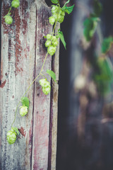 detail of hop cones on a rustik style wooden background
