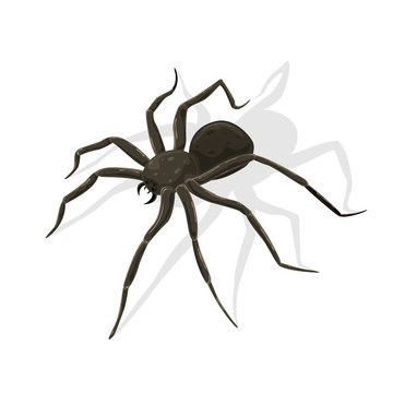 Black Spider on White Background