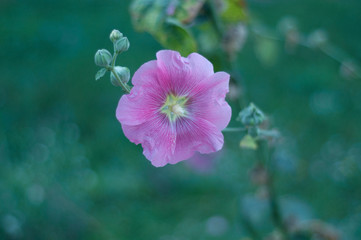 pink flower in the garden
