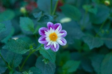 purple flower