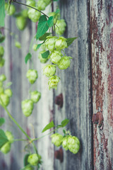 detail of hop cones on a rustik style wooden background