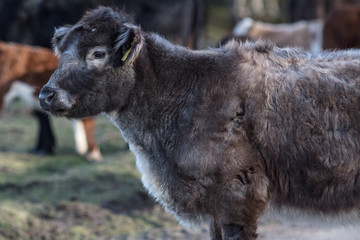 Obraz premium cows