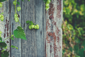 6629069 detail of hop cones on a rustik style wooden background