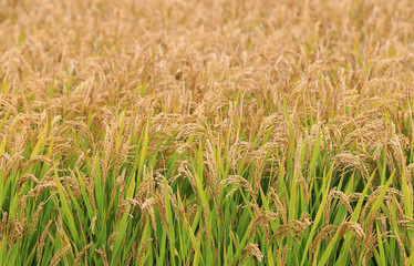 The golden rice is in the rice field