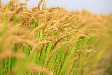 The golden rice is in the rice field