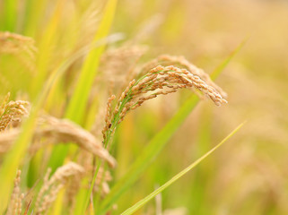 The golden rice is in the rice field