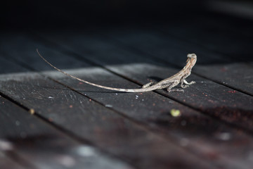 lizard