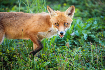 Red fox in its natural habitat - wildlife shot