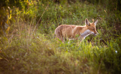 Red fox in its natural habitat - wildlife shot