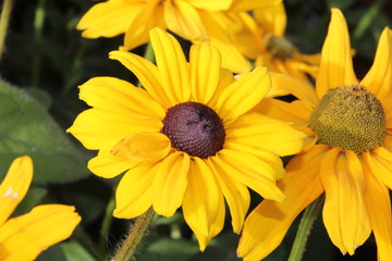 Black Eyed Susan, Banff National Park, Alberta