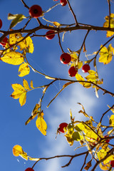 October dog rose, Rosa canina branches with hips on a blue sky background, selective focus