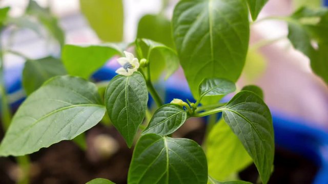 Blossoming flower of sweet pepper, timelapse