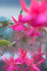 温室のフクシア