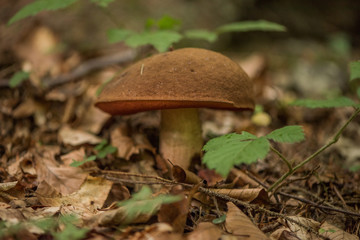 Neoboletus luridiformis, known until 2014 as Boletus luridiformis, is a fungus of the bolete...
