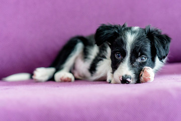 Cute black and white Border Collie puppy looks sleep in the couch.