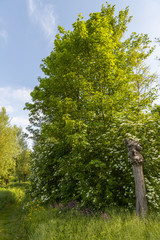 Fototapeta premium Le Parc d'Isle à Saint-Quentin (02)