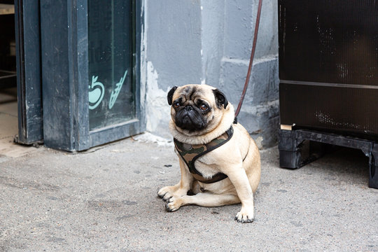 Pug waiting outside 