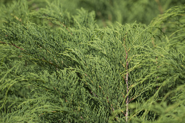 Green background with coniferous tree in the sunlight