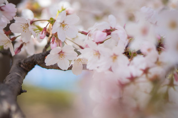 満開の桜アップ