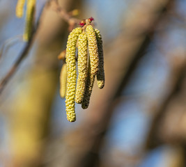  Catkins