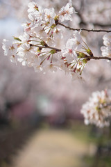 桜アップ