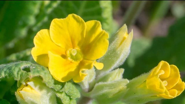 The yellow flower of the primrose blossoms under the sun