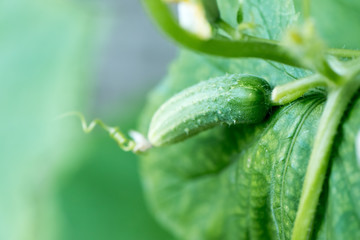 growing cucumbers in the garden. Organic greenhouse full of cucumber plants.
