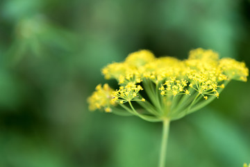 flower and dill plant close-up, growing in garden