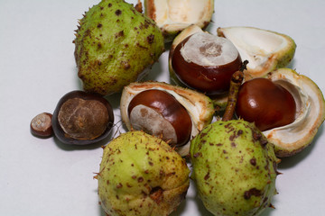 A Collection of Conkers
