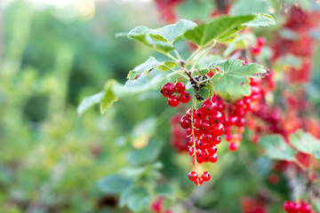 Sparkling in summer sun bunch ripe juicy red currant berries, hanging from branch. Background is blurred