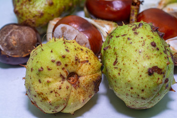 A collection of Conkers