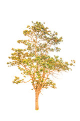 Isolated tree on white background,Isolated tree from thailand