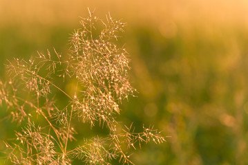 Blurred bokeh natural evening meadow in the sunset light