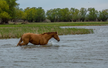 A horse swims the river. The Volga River Delta. Spring flood on the river.