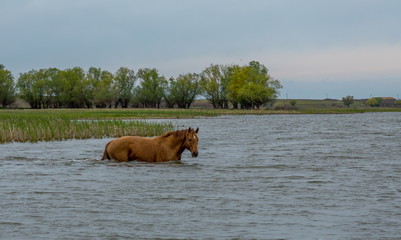 A horse swims the river. The Volga River Delta. Spring flood on the river.