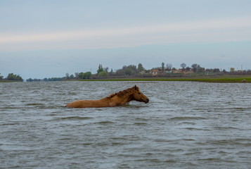 A horse swims the river. The Volga River Delta. Spring flood on the river.
