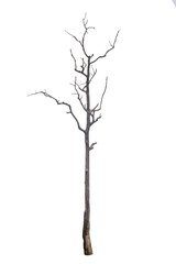Isolated dead tree on white background