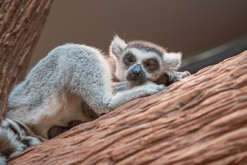 Lemur sleeping
