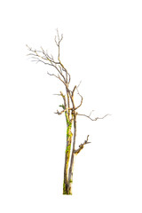 Isolated dead tree on white background