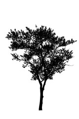  black tree silhouettes isolated on white background , silhouette of trees,dead tree from thailand