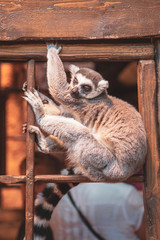 Sleeping lemur