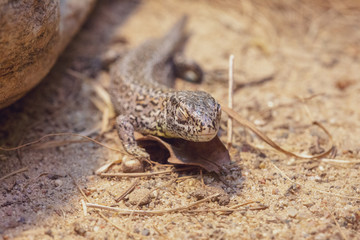 lizard on rock