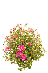 Obraz premium Chrysanthemum flowers isolated on white