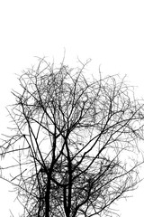 Silhouette tree branches on a white background.
