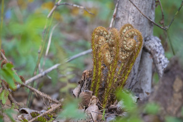 Relict fern in the forest