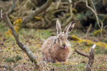 Hare at rest
