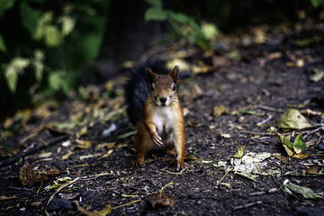 squirrel in the park
