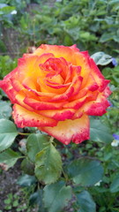 цветы карелии