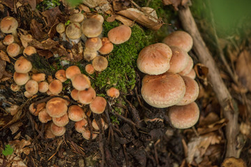 Hypholoma fasciculare, commonly known as the sulphur tuft, sulfur tuft or clustered woodlover, is a common woodland mushroom, often in evidence when hardly any other mushrooms are to be found. This sa
